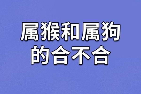 1978年属狗的命运与性格揭秘，了解你的贵人和人生方向！