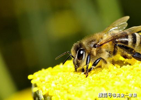 如何选择适合养蜂的命运与环境，拥抱蜜蜂的世界