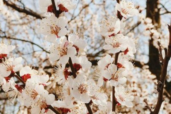 属鸡者正月十二命运解析:改变人生的关键时刻! 属鸡者正月十二命运解析:改变人生的关键时刻!