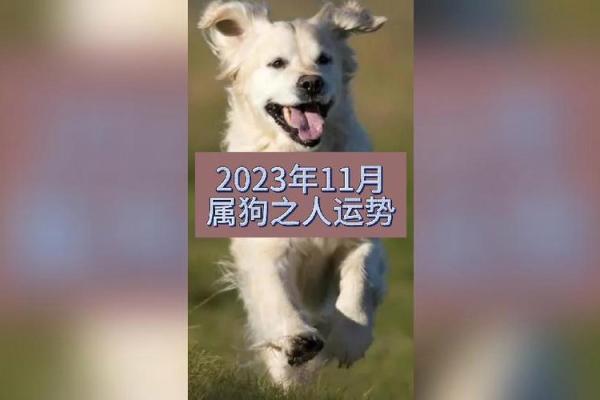 2018年属狗人的运势分析与命理解析，揭示你的未来趋势！