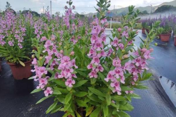 1997年八字命盘解析:人生旅途中的闪耀之星 1997年八字命盘解析:人生旅途中的闪耀之星