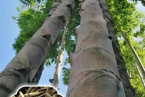 阳命与阴命的深刻解读：生命背后的神秘哲学