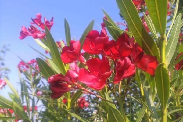 命里带红花的动物：那些代表好运和吉祥的生灵