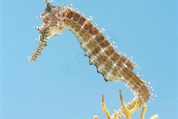 神奇的海洋生物：探索美丽而迷人的海马世界