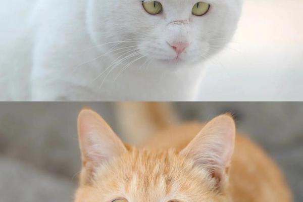 纳命之道:每个生肖背后的动物启示与智慧 纳命之道:每个生肖背后的动物启示与智慧