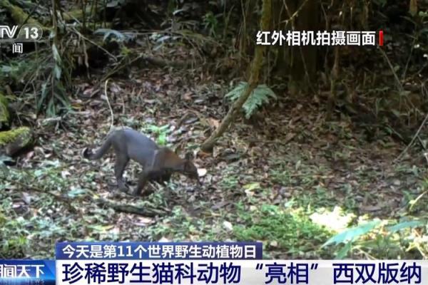 纳命之道:每个生肖背后的动物启示与智慧 纳命之道:每个生肖背后的动物启示与智慧