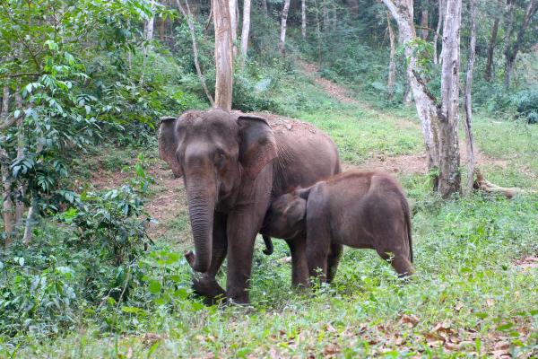 动物是奴才命：那些甘愿为人类献身的生灵