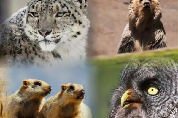 动物是奴才命：那些甘愿为人类献身的生灵