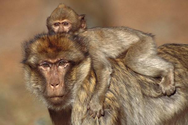 1980年生肖猴：智勇双全，命运的引导者与挑战者