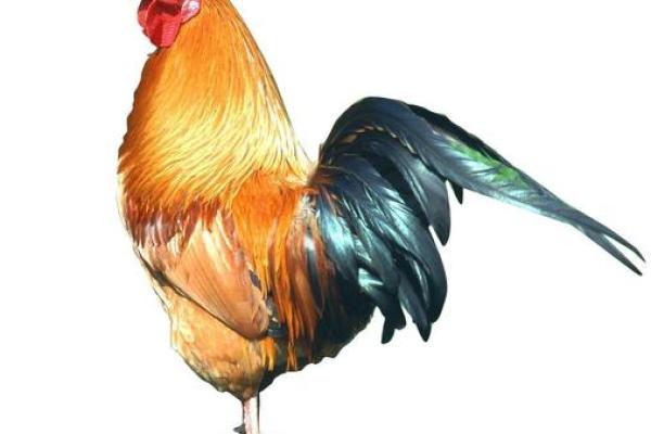 1969年属鸡的命运与性格解析：发现你的命理之路