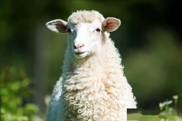 辛未年，金羊之命：探索人生的灵动与平衡