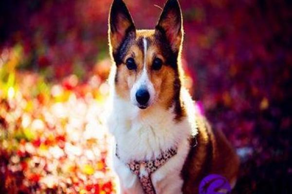 四十属狗女性命运解析：智慧与坚韧的结合之美