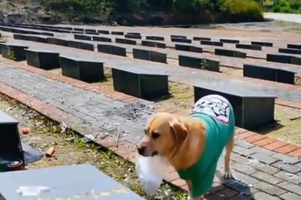 为什么说狗狗的命是木命?探秘狗狗的命理与性格之缘 为什么说狗狗的命是木命?探秘狗狗的命理与性格之缘