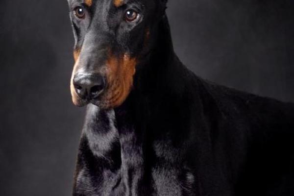 狗的命到底是不是命?揭开深藏在宠物背后的真相! 狗的命到底是不是命?揭开深藏在宠物背后的真相!