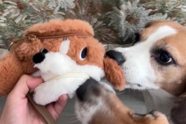 狗的命到底是不是命?揭开深藏在宠物背后的真相! 狗的命到底是不是命?揭开深藏在宠物背后的真相!