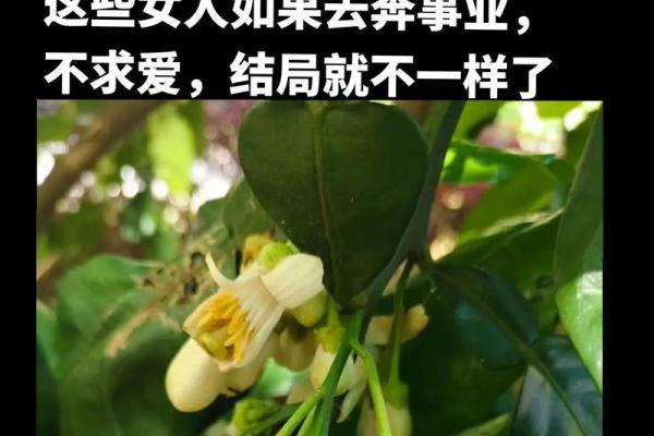 丙辰年出生的命理解析：智慧与韧性并存的人生旅程
