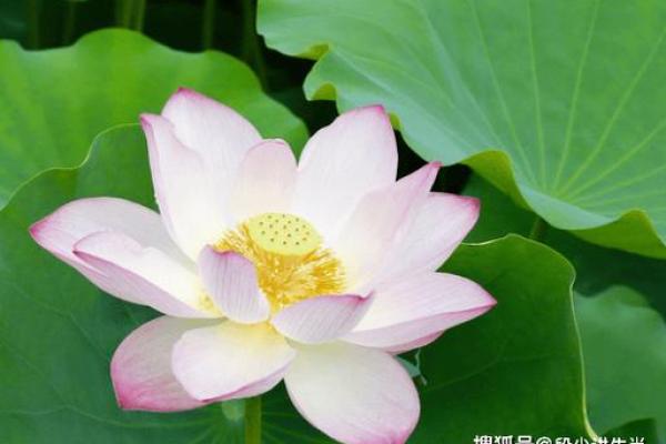 20219年属什么命：解读这一年属相对人生的影响与启示