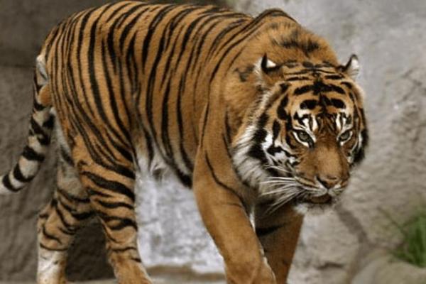 2022年虎年命理解析：探索你的性格与命运之路！