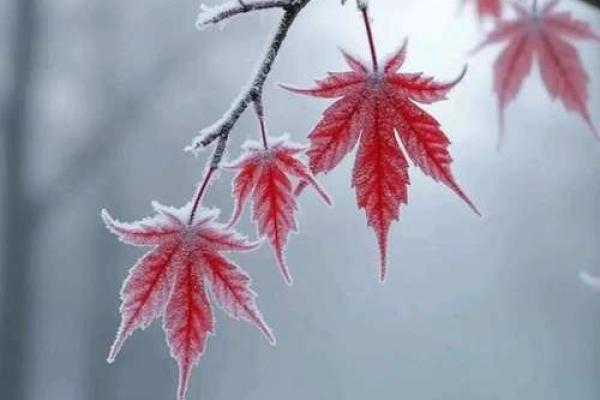 19840510出生命理解析：命中的风云与人生启示