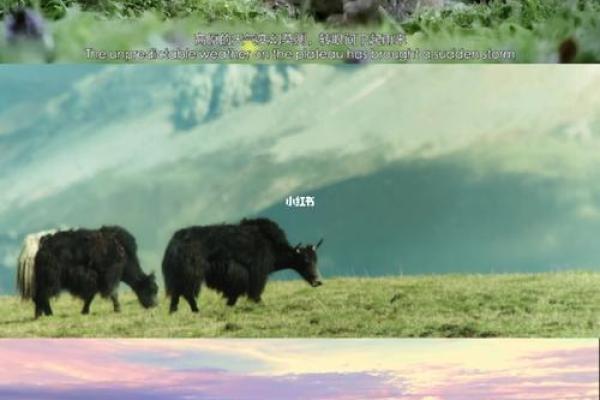 1958年木命的奇妙旅程:探索生命的力量与智慧 1958年木命的奇妙旅程:探索生命的力量与智慧