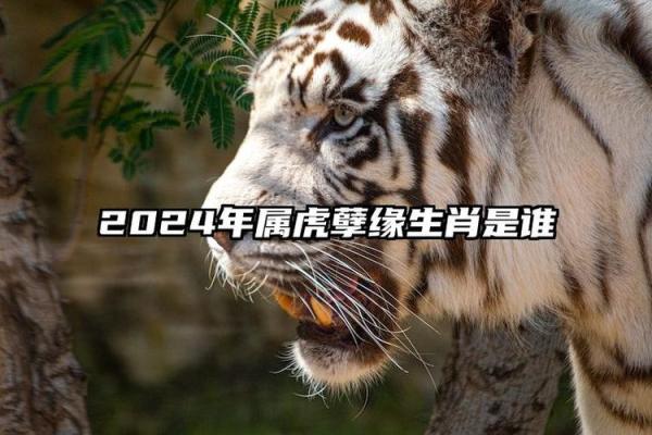 2023年是虎年,探寻虎命的魅力与神秘 2023年是虎年,探寻虎命的魅力与神秘