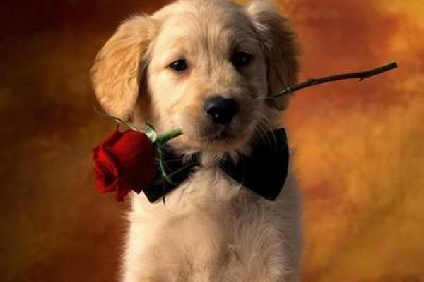 2007年属狗之人的命运解析：从事业到爱情的全面指导