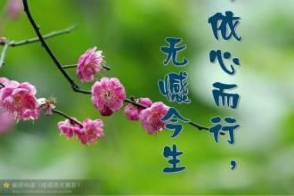 依依恋恋，依心而行的生活哲学