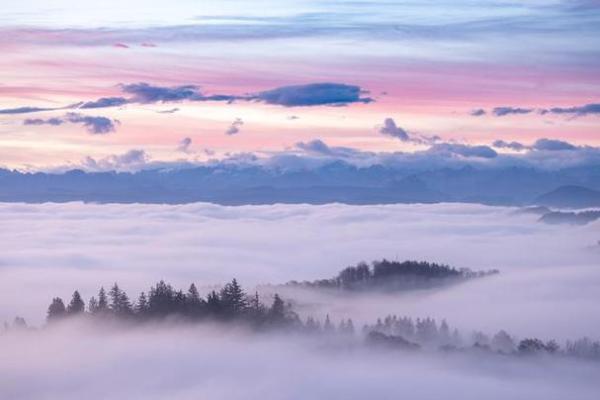 适合木命人的养宠选择:如何找到忠诚伴侣与心灵慰藉 适合木命人的养宠选择:如何找到忠诚伴侣与心灵慰藉