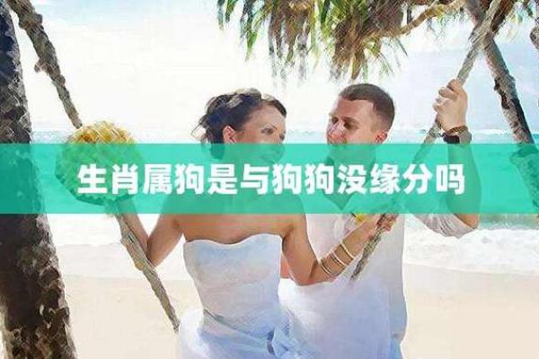 1971年属狗的人命运与性格揭秘:勇敢与忠诚的化身 1971年属狗的人命运与性格揭秘:勇敢与忠诚的化身