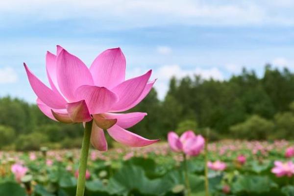 2020鼠年出生命缺什么？揭秘命理与人生的奥秘