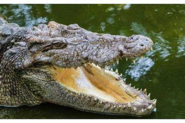 探寻“鱼的命也是命”的深意与启示 探寻“鱼的命也是命”的深意与启示