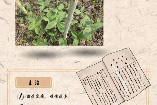 探索药材的命行业:解锁自然的瑰宝与我们的生活 探索药材的命行业:解锁自然的瑰宝与我们的生活