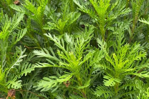 土命与水命：如何选择适合自己的植物提升生活品质