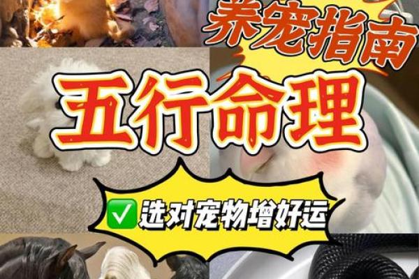 火命与水命属相解析：寻找命理中的平衡之美