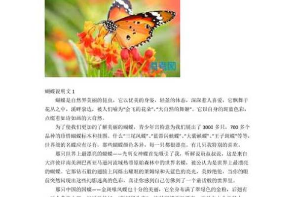 蝴蝶双飞的美丽寓意与注意事项
