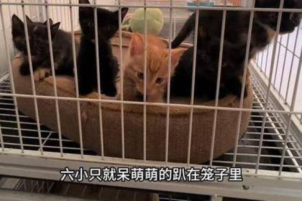 善待生命，珍惜每一个“狗的命”，抒写人与动物的温暖故事