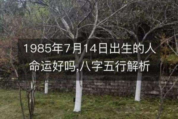 探索19991026的命运：从八字看人生轨迹与发展机会