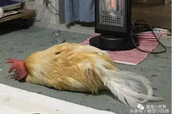 探索《公鸡替命》的奇幻世界：生命、灵魂与命运的碰撞