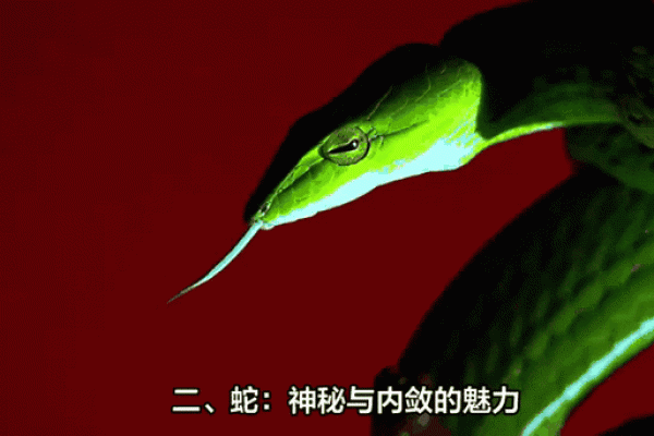 揭开阴金命的神秘面纱：它代表的生肖你知道吗？