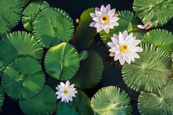 水之命的人适合养什么花？揭开花卉与命理的神秘联系！