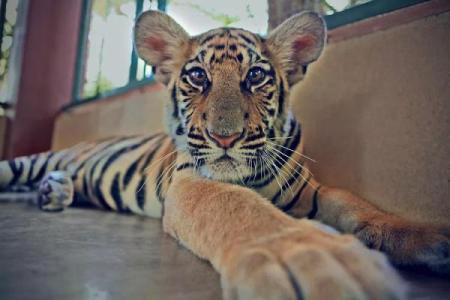 2021年虎年出生者：命运与性格的深度解析