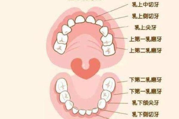 揭秘门牙大的命运：谁说外貌不关乎人生？