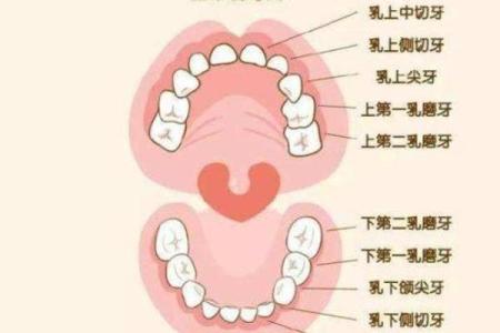 揭秘门牙大的命运：谁说外貌不关乎人生？