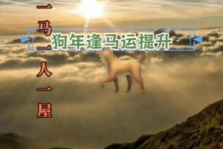属狗人命不好？解读属狗之人的生活困境与应对之策！