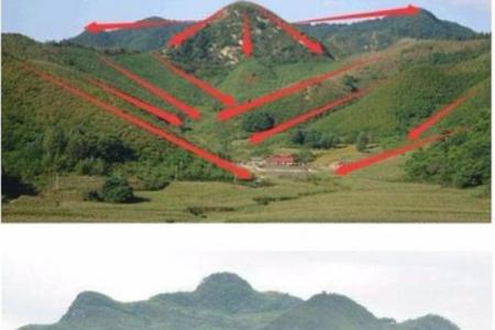 金命树种什么树最好？探索适合金命的植物之美！