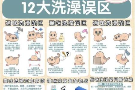 探秘猫命：你知道猫命是怎样影响猫咪幸福生活的吗？