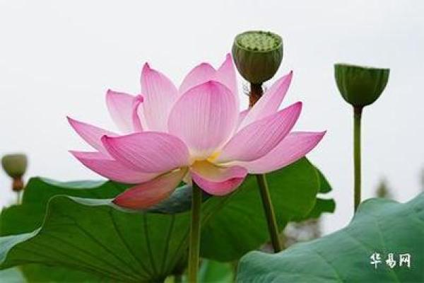 女命八专的不足：解读女性命理中的隐患与挑战