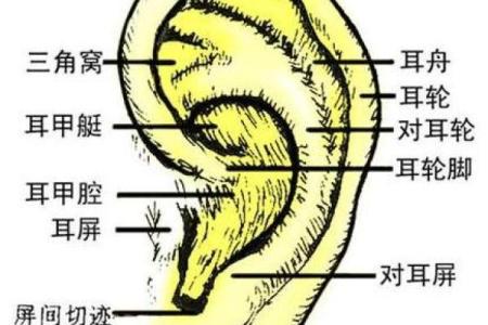 耳轮皱折的命运解读：那些与生俱来的秘密与启示