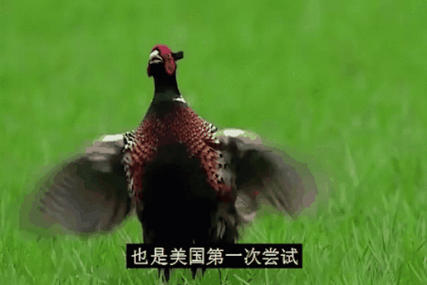 揭秘养命之源：你不知道的珍贵动物资源
