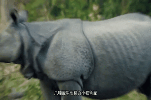 揭秘养命之源：你不知道的珍贵动物资源